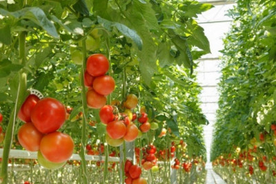 Global Indoor Farming Market is Expected to reach USD 75.3 billion by 2028 at a CAGR 10.9%