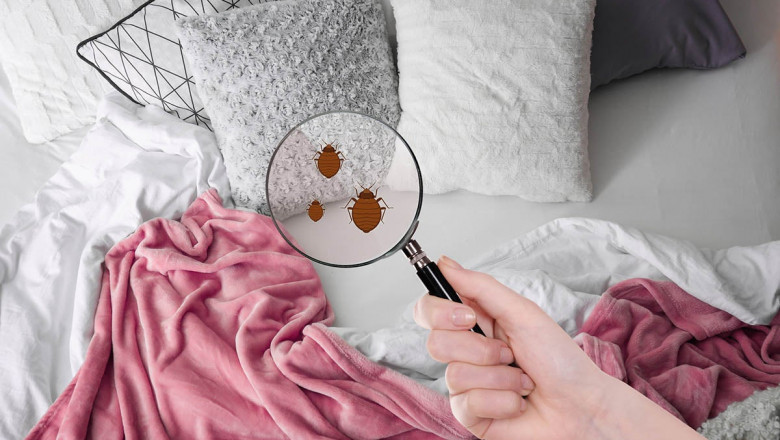 Using Steamers to Control Bed Bugs | Fortador