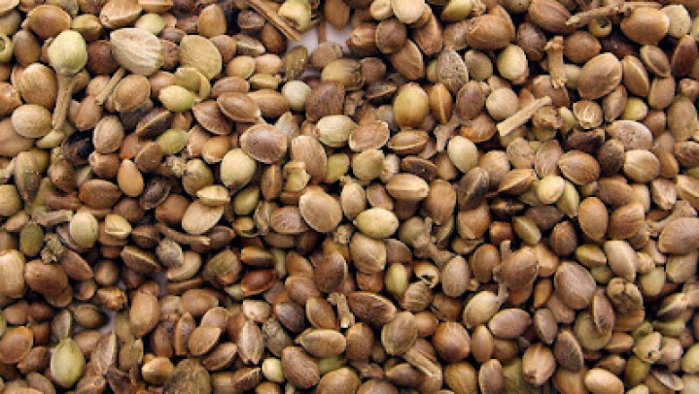 What Happens If You Eat Sunflower Seeds Every Day?