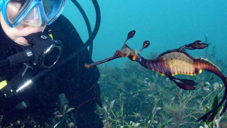 Abyss Scuba - How does Ocean Pollution affect Coral Reefs?
