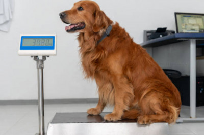 Global Veterinary Scales Market To Be Driven By The Drug Overdosage In Animals In The Forecast Period Of 2021-2026