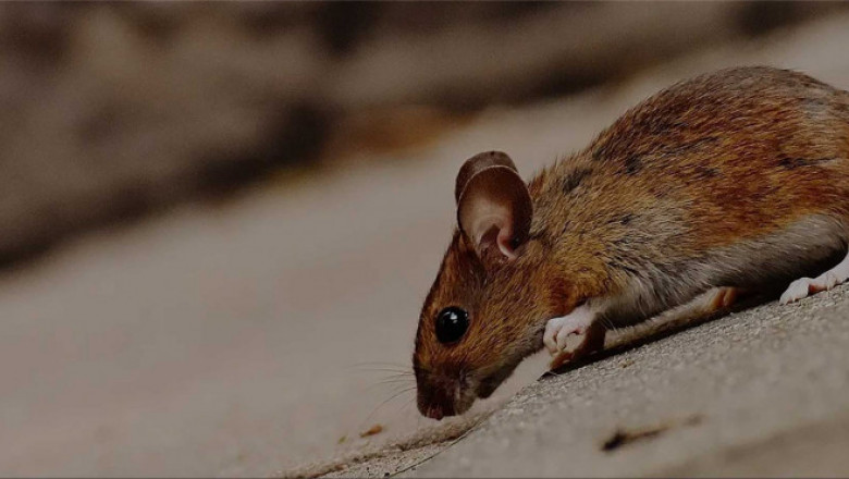 RIP Rodent Control Perth