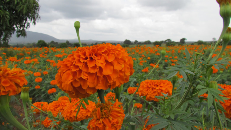 Marigold Oleoresin Market Outlook 2022 : Big Things Are Happening Globally 2030