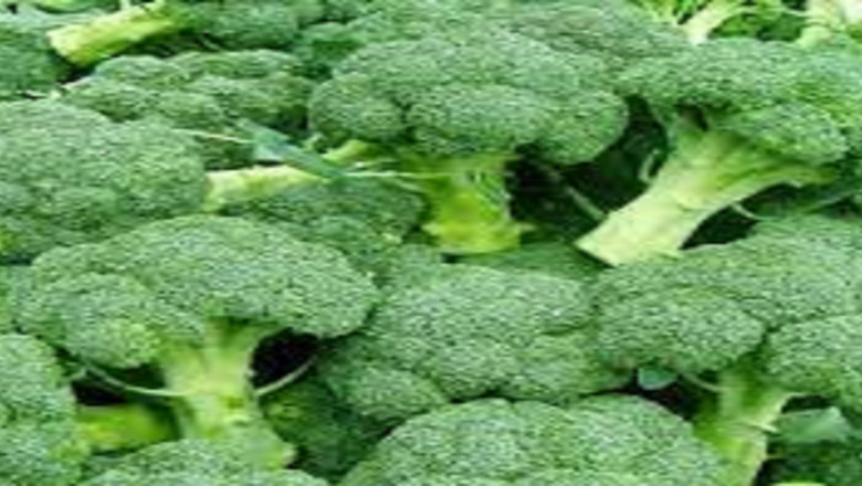 Global Broccoli Extract Market 2022 - Top Key Players Analysis Report Till 2028