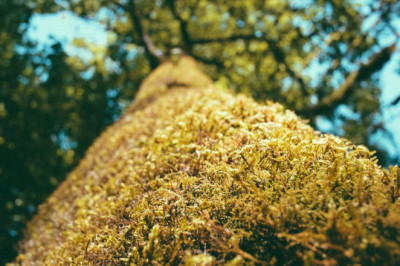 an introduction to brampton lawyers immigration