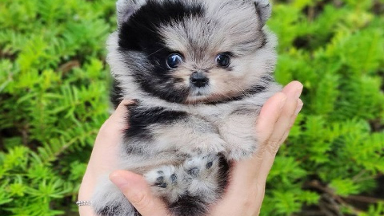Pomeranian puppies for sale