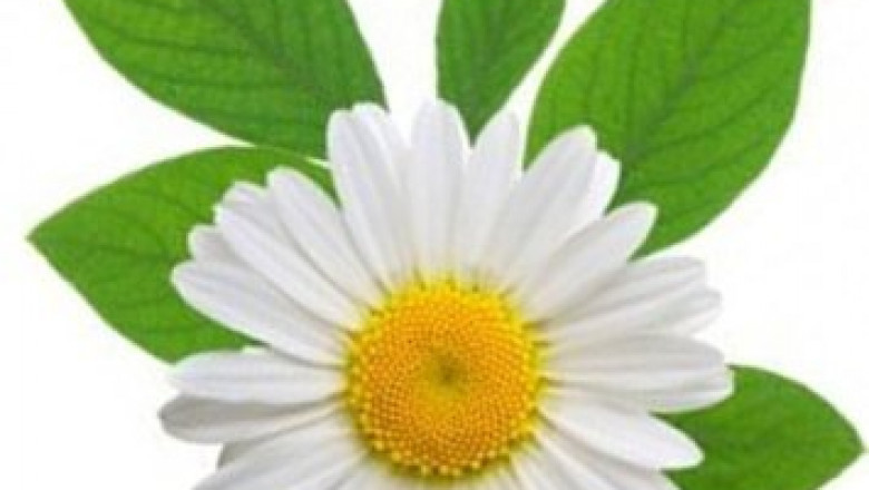 5 Stress-Relieving Plants You Must Choose for Your Home