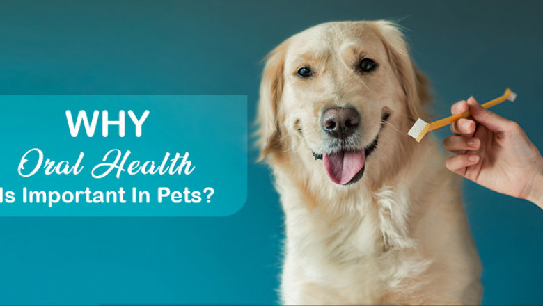 Importance of Dental Health in your Pets