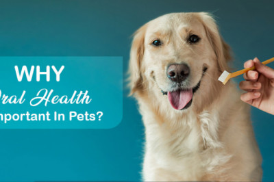 Importance of Dental Health in your Pets