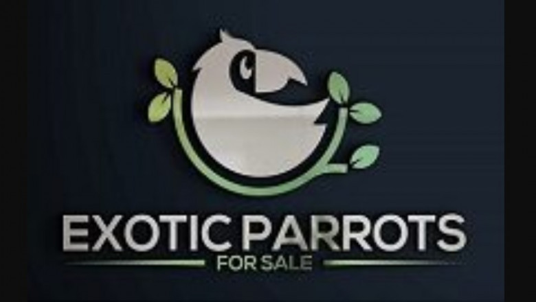 Parrots As Pets for everybody