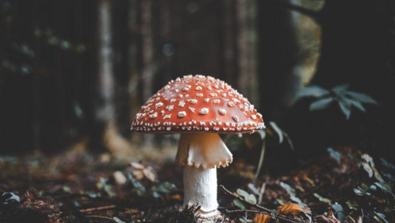 Magic Mushroom Market Forecast 2022-2027