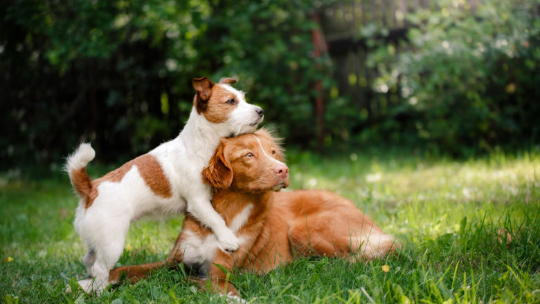 Why interactive toys are good for your dog
