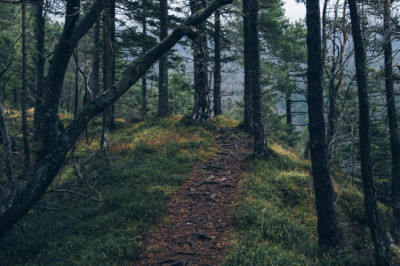 10 apps to help you manage your buy magic mushrooms uk