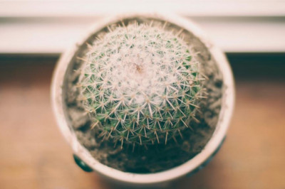 10 startups thatll change the magic mushrooms industry for the better