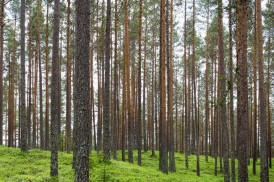 5 cliches about buy magic mushrooms uk you should avoid