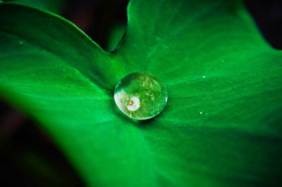 5 laws anyone working in magic mushrooms should know