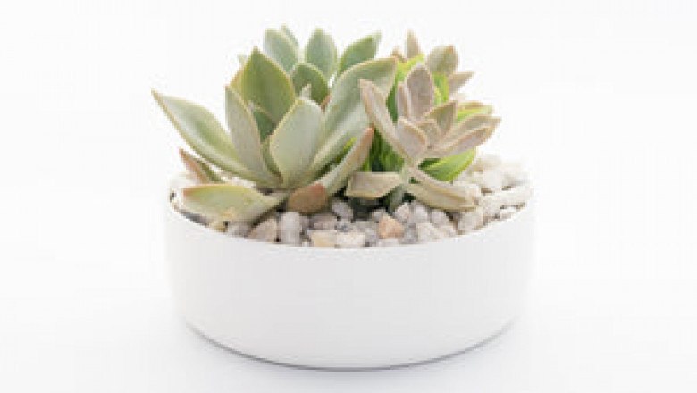 Buy Succulent Gifts | Happy Little Succulents