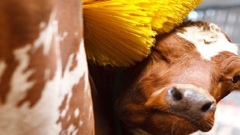 Cow Comfort Brush Market Is Booming So Rapidly