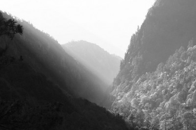 dont make this silly mistake with your magic mushrooms uk