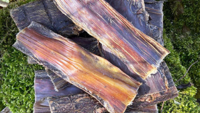 Everything You Need To Know Before Giving Your Pup Antler Dog Chews