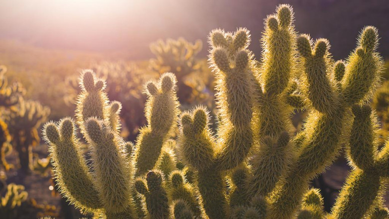 examine information about dental bridges and its benefits