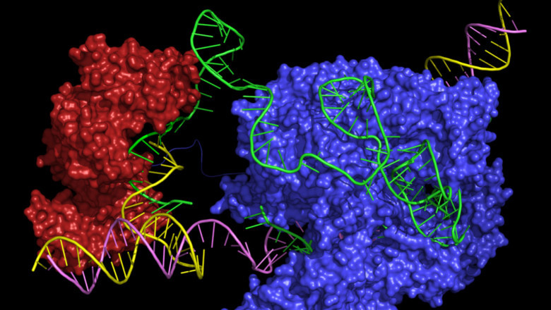 Prime Editing and CRISPR Market Insights on Current Scope 2030