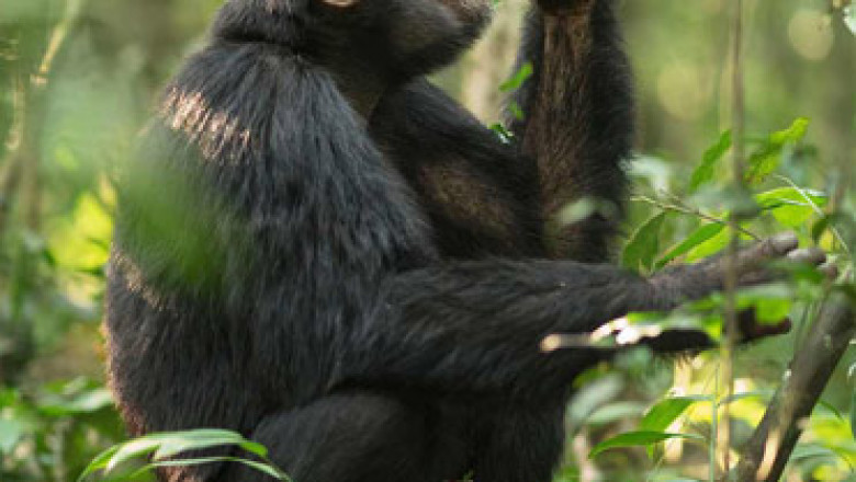 What You Need To Know Before Going On A Gorilla Trip In Uganda
