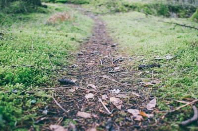 10 facts about magic mushrooms uk that will instantly put you in a good mood