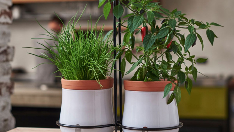 4 Tips to Follow for Keeping Your Houseplants Healthy While on Vacation.