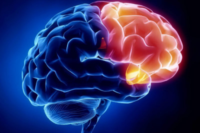 Neuroscience is the study of the development, structure, and use of the nervous system