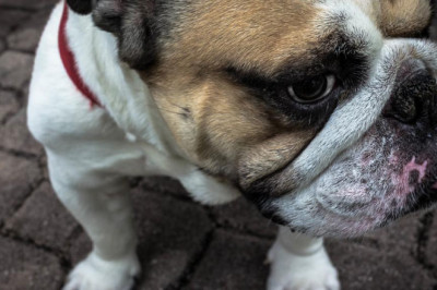 visit our website and learn about hair fall after hair transplant near alexandria va