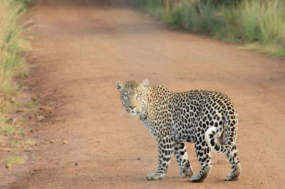 10 wrong answers to common magic mushrooms uk legal questions do you know the right ones