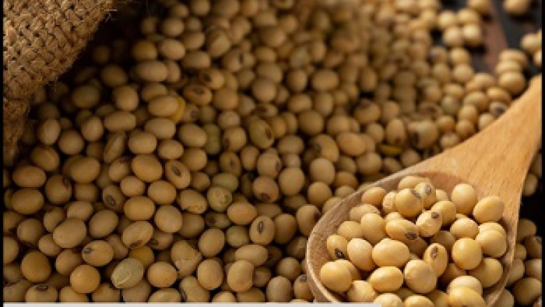 Global Soy Protein Market Report and Forecast 2022-2027