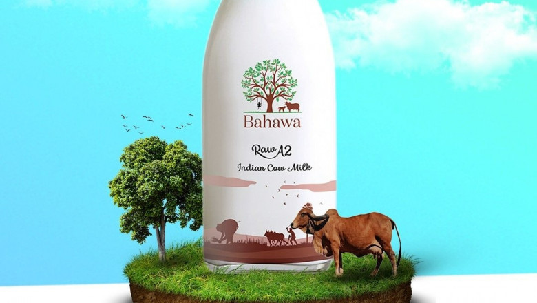 THE VALUE OF DESI A2 COW MILK IN AYURVEDA