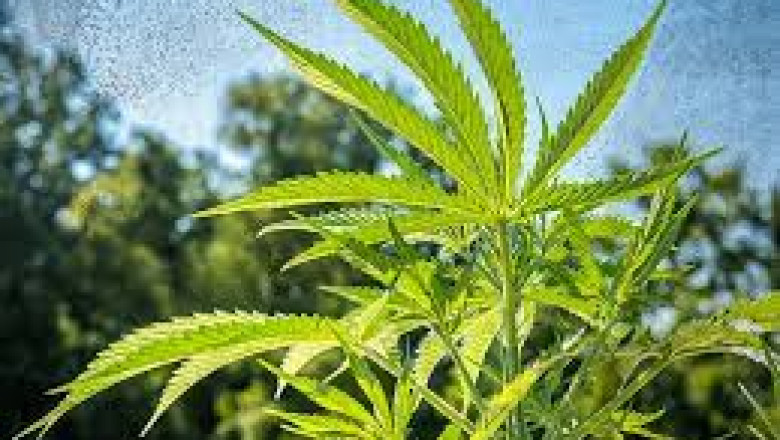 Global Industrial Hemp Market 2022 - Top Key Players Analysis Report Till 2028