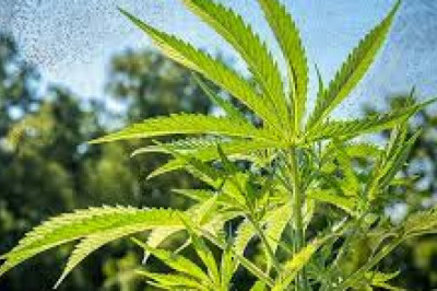 Global Industrial Hemp Market 2022 - Top Key Players Analysis Report Till 2028