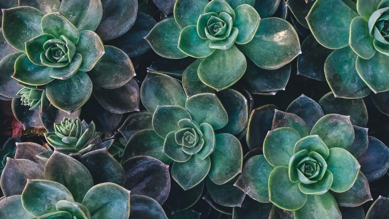 15 tendencias prometedoras sobre difusores de ambiente con varillas