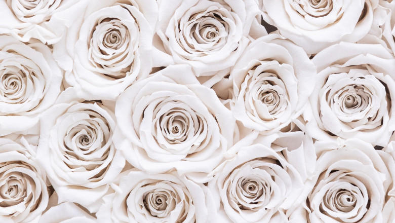 4 Differences Between Preserved Roses and Dried Flowers