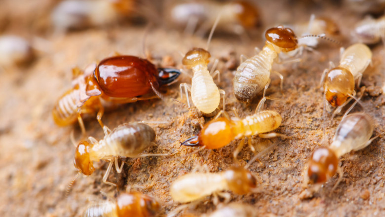 Global Termite Control Market: Trends, Share, Size, Growth, Opportunity and Forecast 2025