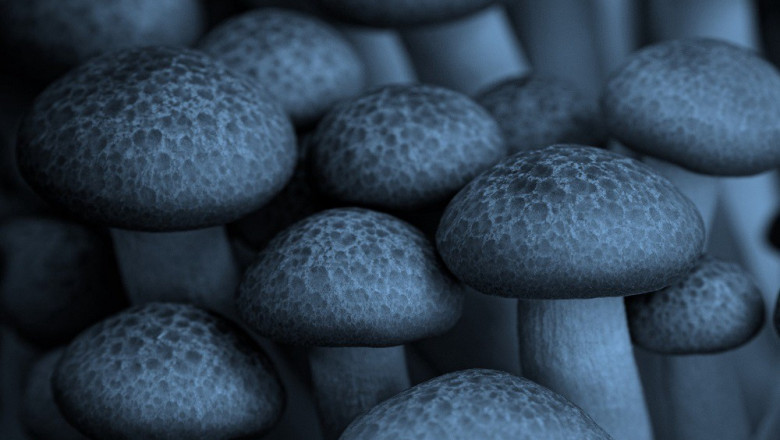 Mycelium Market Research Methodology Forecast to 2020 – 2026