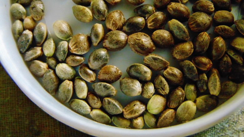 Seeds of Change: Why Adding More Seeds to Your Diet is So Important