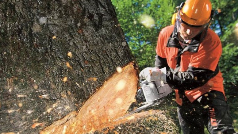 Various tree service options to choose from