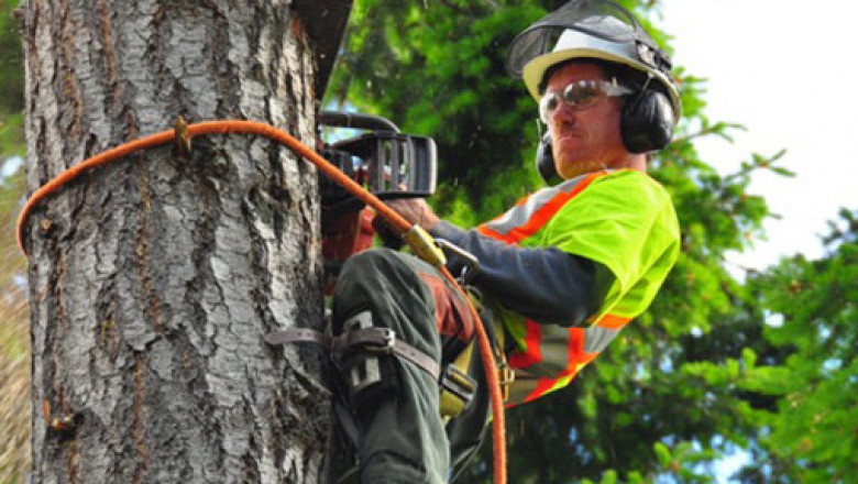All Tree Cutting & Other Services in Melbourne