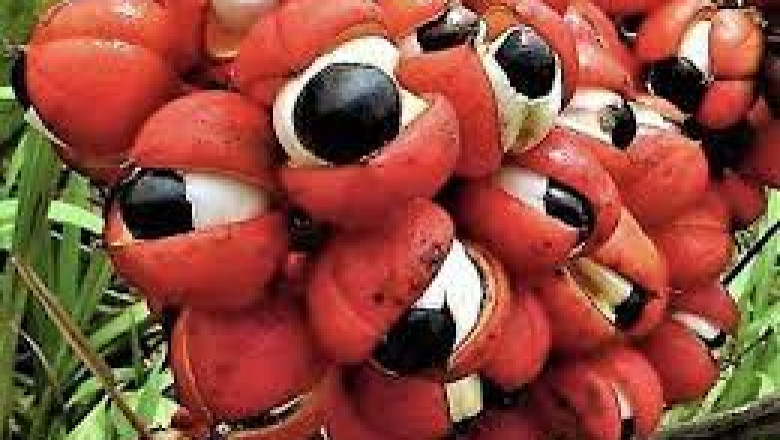 Guarana Market Size, Share, Regional Overview and Global Forecast to 2028