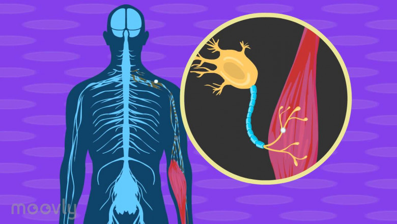 Amyotrophic Lateral Sclerosis (ALS) Treatment Market Regional Analysis