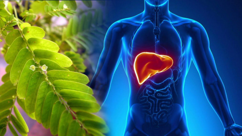Herbal Medicine For Liver Disease - Top Herbal Medicine