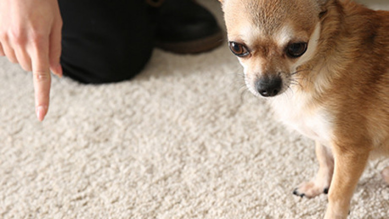 Best Proven Methods of Removing Smell of Dog Pee Out of Carpet