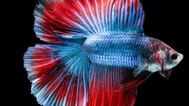 Pet Shop In Perambalur | Aquarium In Perambalur | Aquarium Fish Dealer In Perambalur| Fish Tank Dealers In Perambalur | Pet Food Dealers In Perambalur | Aquarium Accessories Dealers In Perambalur | Pet Accessories Dealer In