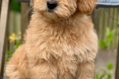 Australian labradoodles Scotland