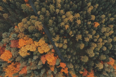 natural transplants hair restoration and does transplanted hair grow near towson md